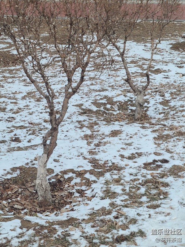 【打卡精彩生活】雪還沒(méi)化