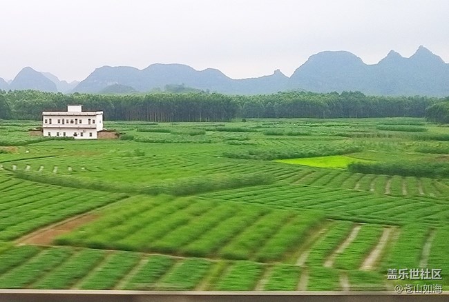 【故鄉(xiāng)之思】綠色的田野