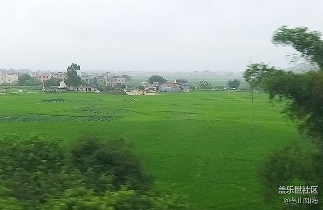 【故鄉(xiāng)之思】綠色的田野