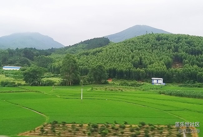 【故鄉(xiāng)之思】綠色的田野