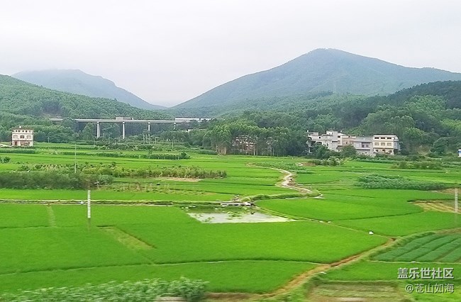 【故鄉(xiāng)之思】綠色的田野