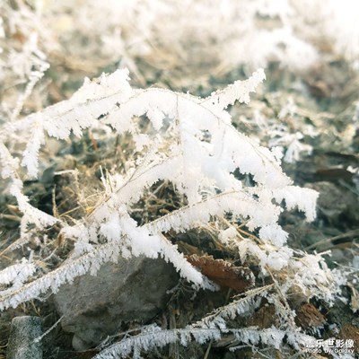 無(wú)雪遍地霜