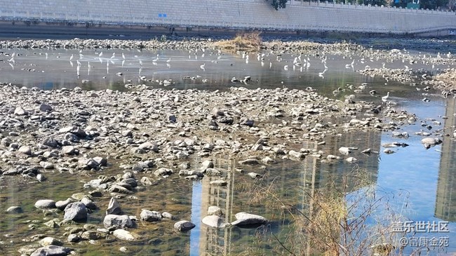 【故鄉(xiāng)之思】白鷺