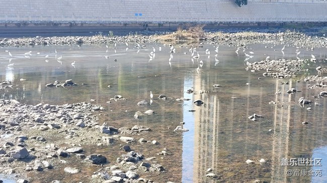 【故鄉(xiāng)之思】白鷺