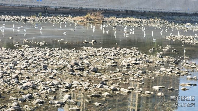 【故鄉(xiāng)之思】白鷺