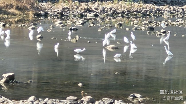 【故鄉(xiāng)之思】白鷺