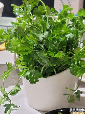 菜