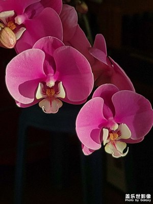 花如其名
