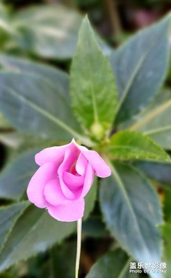 冬天里的花兒
