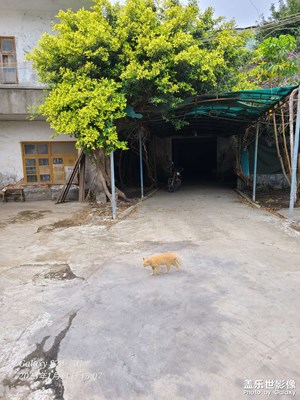 S20+拍照就是厲害