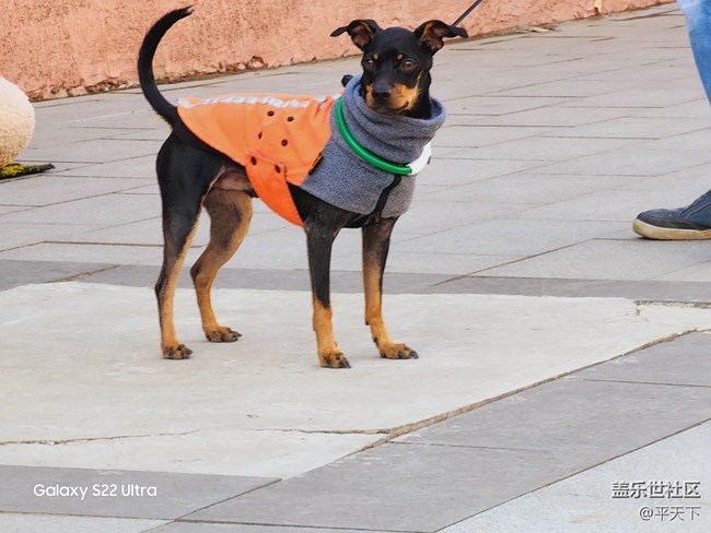北京星部落一月份798線下活動(dòng)——藝術(shù)街邊遛狗的外國(guó)人