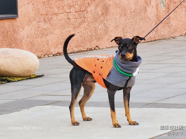 北京星部落一月份798線下活動(dòng)——藝術(shù)街邊遛狗的外國(guó)人