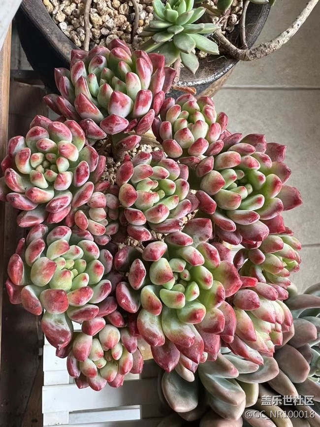 #賀歲迎新——小肉肉