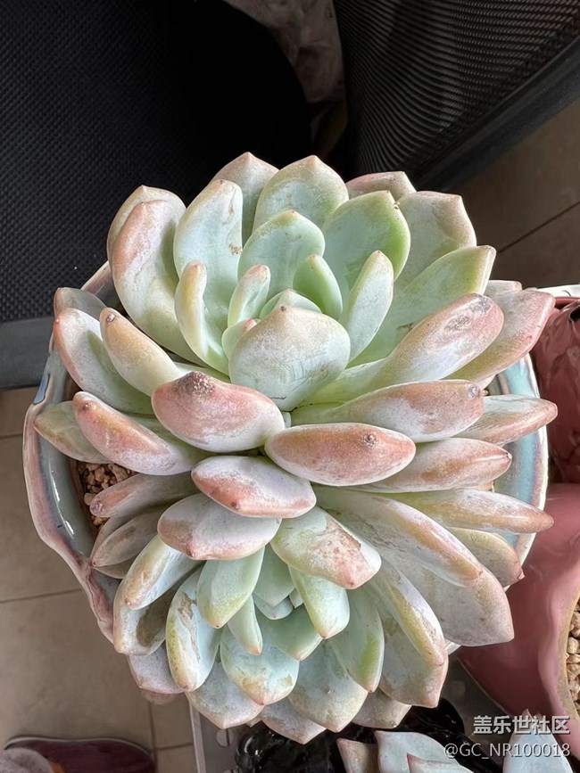 #賀歲迎新——小肉肉