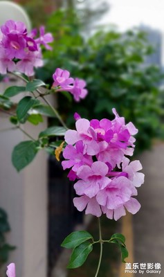 紫玲花開