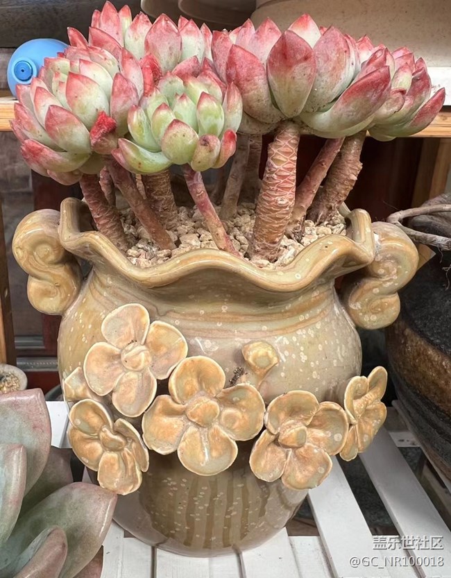 #賀歲迎新——小肉肉