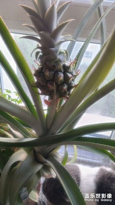 盆栽的菠蘿