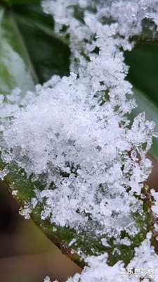 【過大年】——新年好呀
