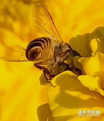 勤勞的小蜜蜂