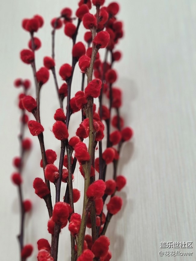 【紅紅火火過大年】+銀柳