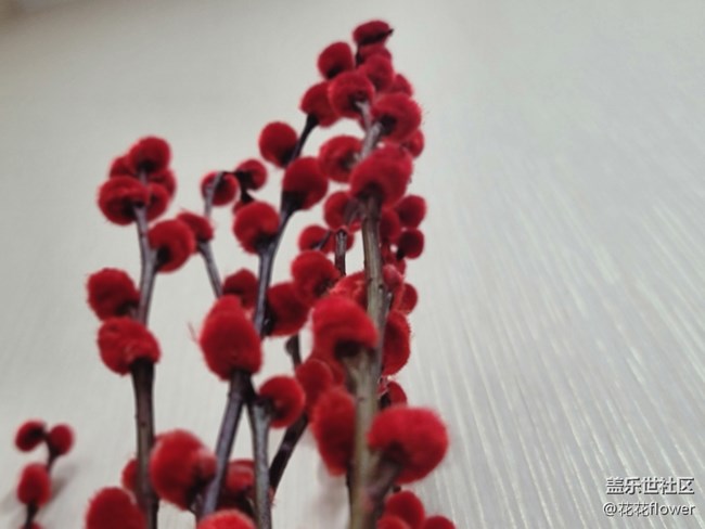 【紅紅火火過大年】+銀柳