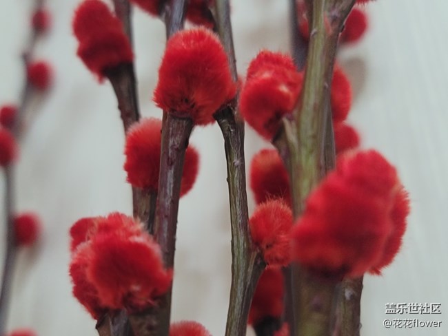 【紅紅火火過大年】+銀柳