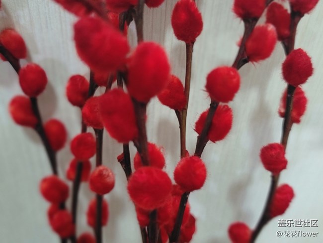 【紅紅火火過大年】+銀柳