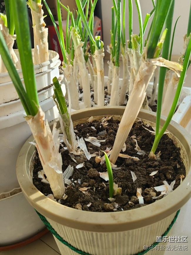 【與美好相遇】+ 家里養(yǎng)的蔥