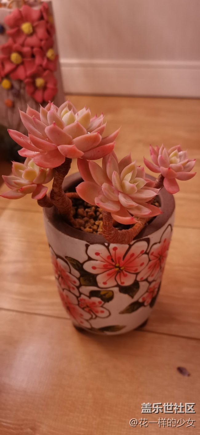 與美好相遇+小肉肉