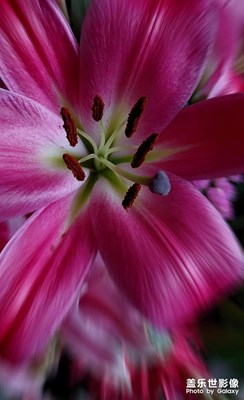 【過大年】百合花開迎新年