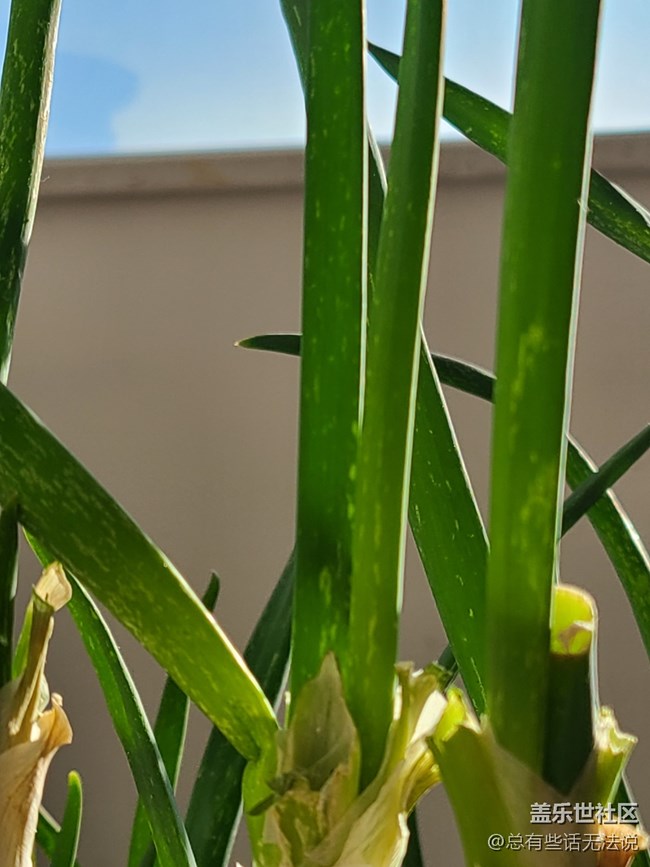 【與美好相遇】+ 家里養(yǎng)的蔥