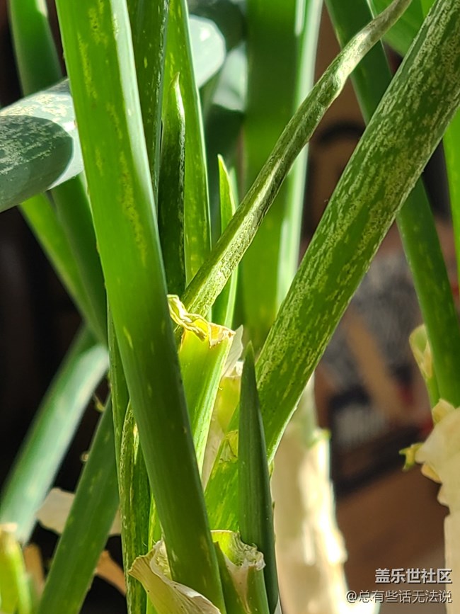 【與美好相遇】+ 家里養(yǎng)的蔥