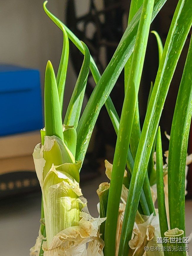 【與美好相遇】+ 家里養(yǎng)的蔥
