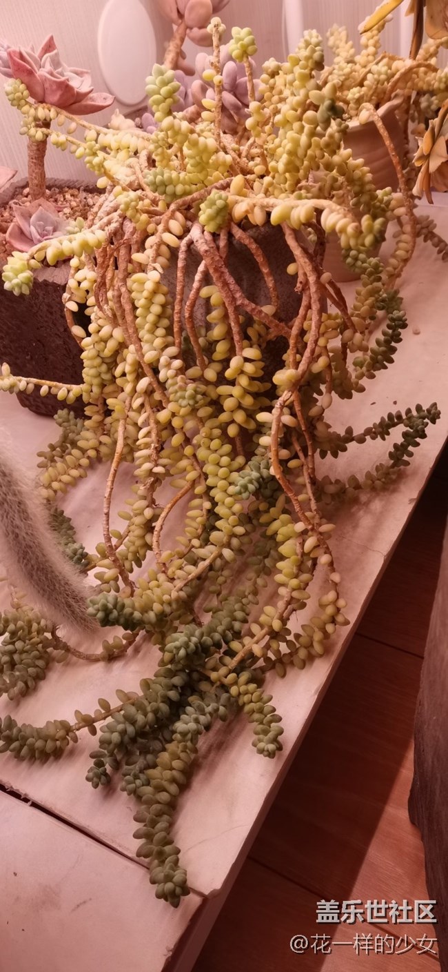 與美好相遇+小肉肉