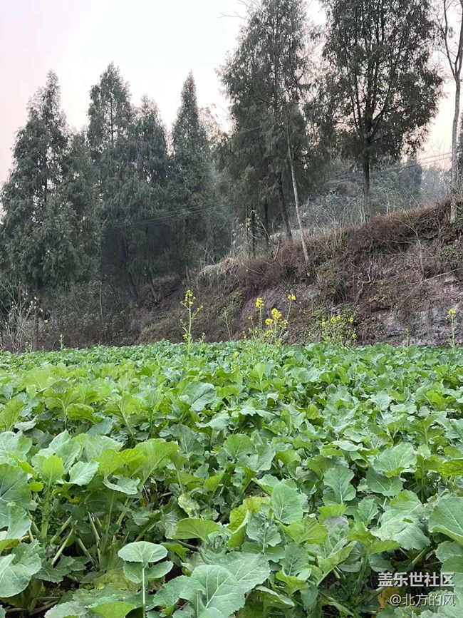 【故鄉(xiāng)之思】家鄉(xiāng)的綠色