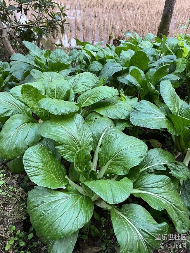 【故鄉(xiāng)之思】家鄉(xiāng)的綠色