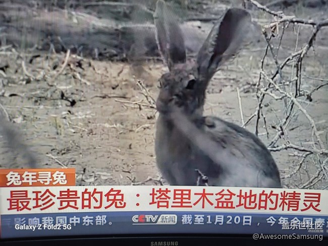 【兔年尋兔】社區(qū)的攝影主題和電視的主題，居然一致！