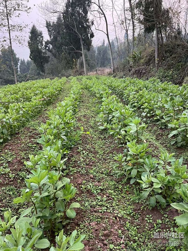 【故鄉(xiāng)之思】家鄉(xiāng)的綠色