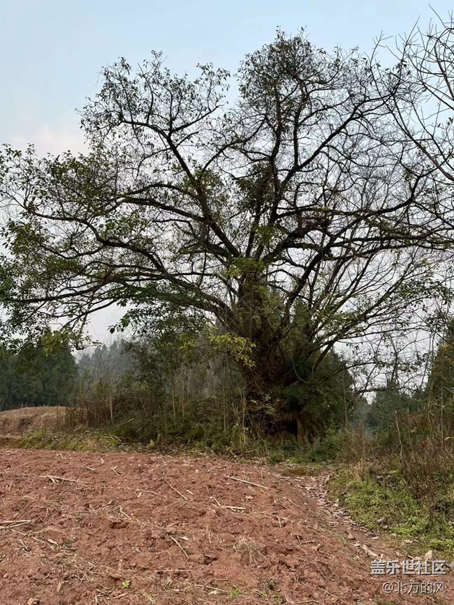 【故鄉(xiāng)之思】家鄉(xiāng)的綠色