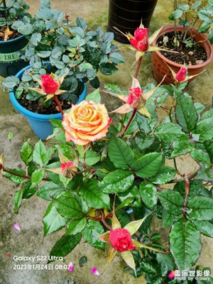 有時(shí)三點(diǎn)兩點(diǎn)雨,到處十枝五枝花。