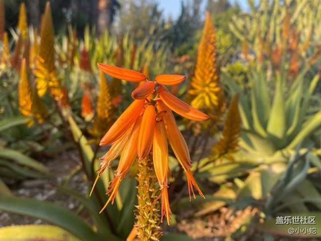 【故鄉(xiāng)之思】兔年吉祥