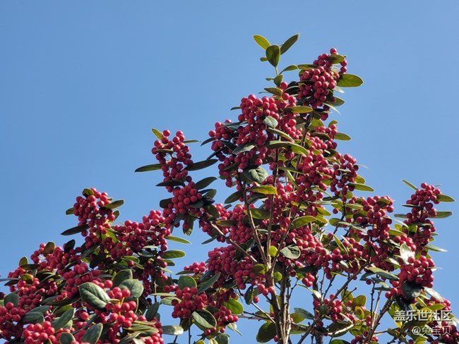 #賀歲迎新——紅色的果實