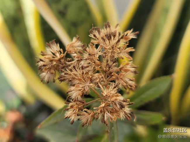 #賀歲迎新——冬日小景