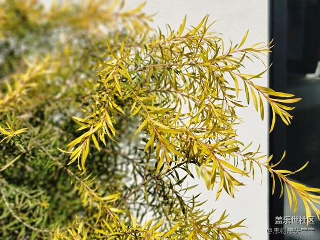 #賀歲迎新——冬日小景