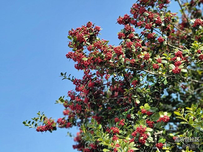 #賀歲迎新——紅色的果實