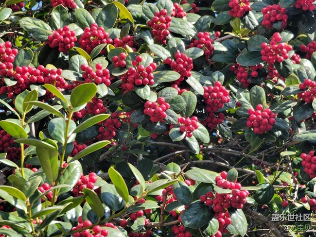 #賀歲迎新——紅色的果實