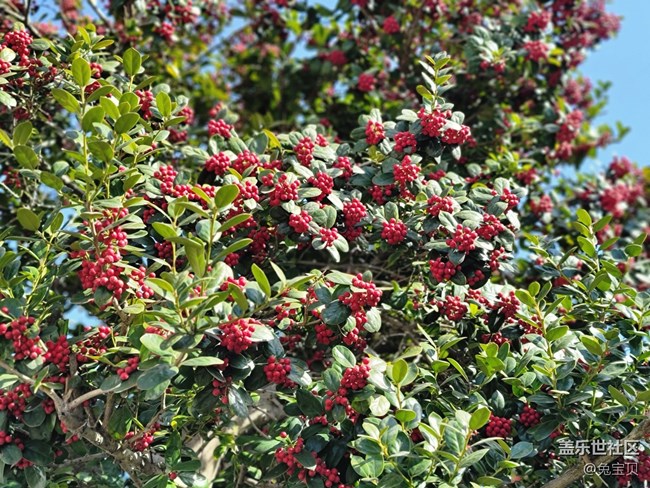 #賀歲迎新——紅色的果實