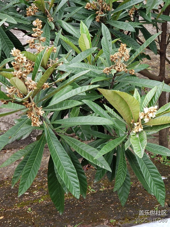 【新年新氣象】植物園之旅