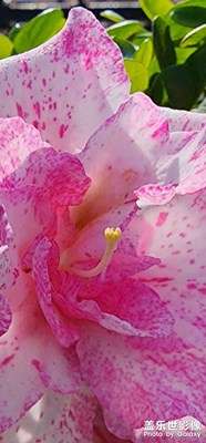 陽光映照下的花瓣