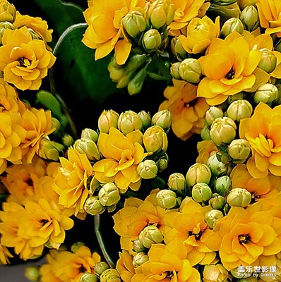 花開